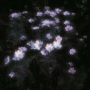 ヒメ日記 2025/02/04 19:32 投稿 みり ラブコレ