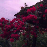 ヒメ日記 2025/02/05 19:51 投稿 みり ラブコレ