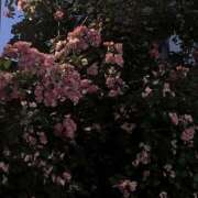 ヒメ日記 2025/02/06 20:13 投稿 みり ラブコレ