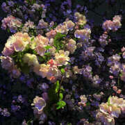 ヒメ日記 2025/02/07 19:34 投稿 みり ラブコレ