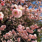 ヒメ日記 2025/02/08 19:25 投稿 みり ラブコレ