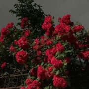 ヒメ日記 2025/02/10 19:29 投稿 みり ラブコレ