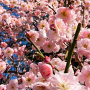 ヒメ日記 2025/02/14 21:05 投稿 みり ラブコレ