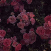 ヒメ日記 2025/02/15 19:20 投稿 みり ラブコレ