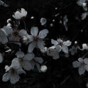 ヒメ日記 2025/02/18 19:47 投稿 みり ラブコレ