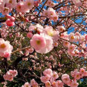 ヒメ日記 2025/02/19 19:39 投稿 みり ラブコレ