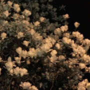 ヒメ日記 2025/02/20 19:32 投稿 みり ラブコレ