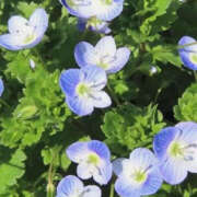 ヒメ日記 2025/02/23 19:49 投稿 みり ラブコレ