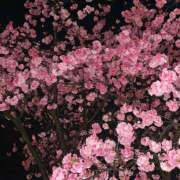 ヒメ日記 2025/02/26 19:21 投稿 みり ラブコレ