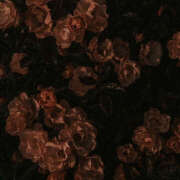 ヒメ日記 2025/03/02 20:35 投稿 みり ラブコレ