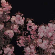 ヒメ日記 2025/03/03 22:27 投稿 みり ラブコレ