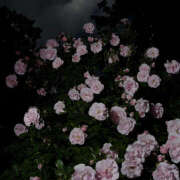 ヒメ日記 2025/03/04 20:32 投稿 みり ラブコレ