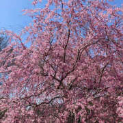ヒメ日記 2025/03/09 19:24 投稿 みり ラブコレ