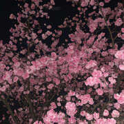 ヒメ日記 2025/03/10 19:32 投稿 みり ラブコレ