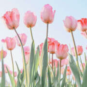 ヒメ日記 2025/03/12 20:16 投稿 みり ラブコレ