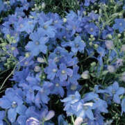 ヒメ日記 2025/03/13 19:49 投稿 みり ラブコレ