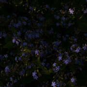 ヒメ日記 2025/03/17 20:35 投稿 みり ラブコレ