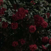 ヒメ日記 2025/03/18 19:28 投稿 みり ラブコレ