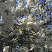 ヒメ日記 2025/03/29 19:44 投稿 みり ラブコレ