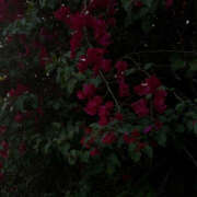 ヒメ日記 2025/04/01 19:26 投稿 みり ラブコレ