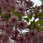 ヒメ日記 2025/04/03 19:36 投稿 みり ラブコレ