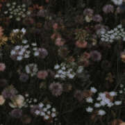 ヒメ日記 2025/04/04 19:54 投稿 みり ラブコレ