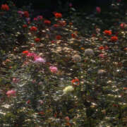 ヒメ日記 2025/04/05 20:14 投稿 みり ラブコレ