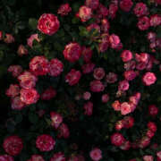 ヒメ日記 2025/04/06 19:31 投稿 みり ラブコレ