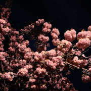 ヒメ日記 2025/04/07 19:55 投稿 みり ラブコレ