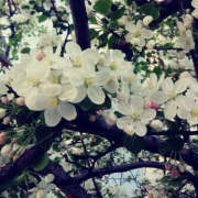 ヒメ日記 2025/04/08 20:05 投稿 みり ラブコレ