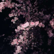 ヒメ日記 2025/04/09 19:31 投稿 みり ラブコレ