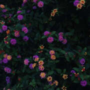 ヒメ日記 2025/04/10 20:11 投稿 みり ラブコレ