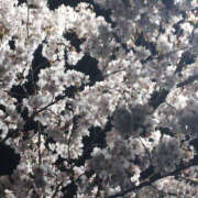 ヒメ日記 2025/04/11 21:01 投稿 みり ラブコレ