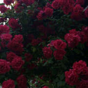 ヒメ日記 2025/04/12 20:14 投稿 みり ラブコレ