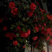 ヒメ日記 2025/04/14 21:26 投稿 みり ラブコレ