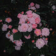 ヒメ日記 2025/04/16 19:58 投稿 みり ラブコレ