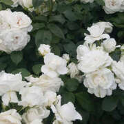 ヒメ日記 2025/04/18 19:36 投稿 みり ラブコレ