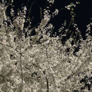 ヒメ日記 2025/04/20 19:47 投稿 みり ラブコレ