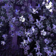 ヒメ日記 2025/04/21 19:33 投稿 みり ラブコレ