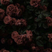 ヒメ日記 2025/04/22 20:25 投稿 みり ラブコレ