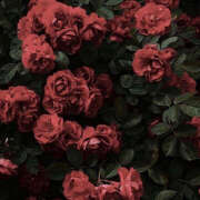 ヒメ日記 2025/04/23 21:08 投稿 みり ラブコレ