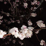 ヒメ日記 2025/04/24 19:40 投稿 みり ラブコレ