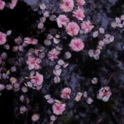 ヒメ日記 2025/04/25 21:53 投稿 みり ラブコレ