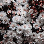 ヒメ日記 2025/04/26 19:55 投稿 みり ラブコレ