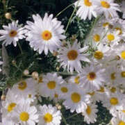 ヒメ日記 2025/04/27 19:30 投稿 みり ラブコレ