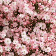 ヒメ日記 2025/04/30 19:30 投稿 みり ラブコレ