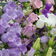 ヒメ日記 2025/05/01 19:35 投稿 みり ラブコレ