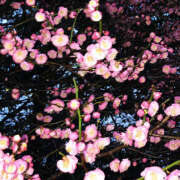 ヒメ日記 2025/05/07 20:16 投稿 みり ラブコレ