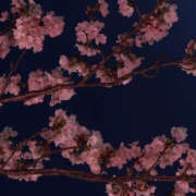 ヒメ日記 2025/05/09 22:34 投稿 みり ラブコレ