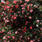 ヒメ日記 2025/05/10 19:39 投稿 みり ラブコレ